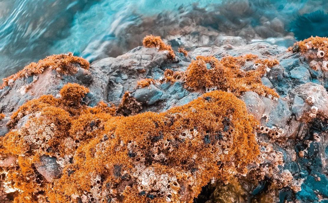algae skincare
